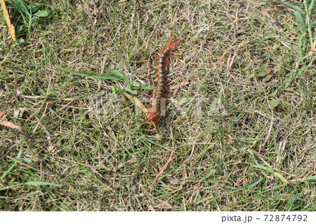 久高島 ムカデ 久高島 ムカデ 72874792