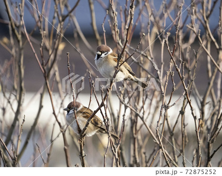 木にとまるスズメ 木にとまるスズメ 72875252