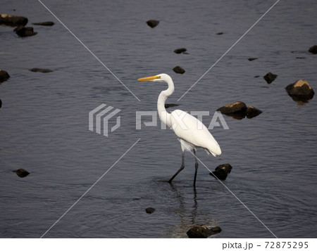川の中のダイサギ 川の中のダイサギ 72875295