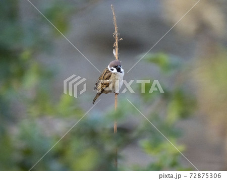 木にとまるスズメ 木にとまるスズメ 72875306