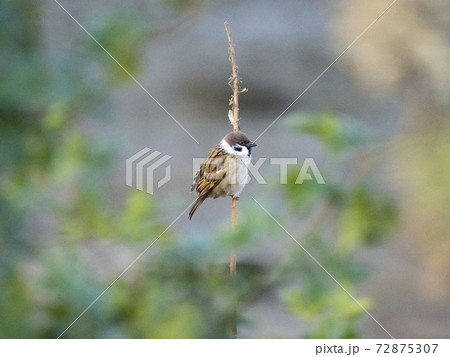 木にとまるスズメ 72875307