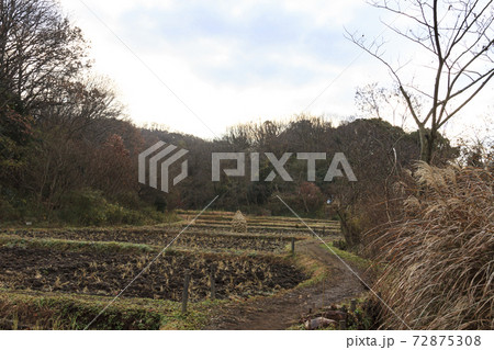 神奈川県横浜市戸塚区の里山舞岡公園の冬 神奈川県横浜市戸塚区の里山舞岡公園の冬 72875308