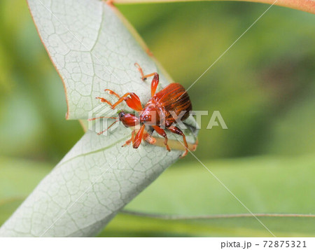 ウスアカオトシブミの揺籃作り ウスアカオトシブミの揺籃作り 72875321