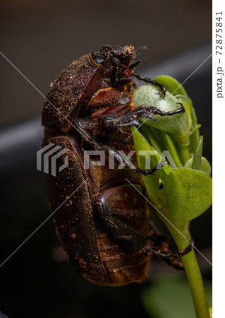 Adult Brown Scarab 72875841