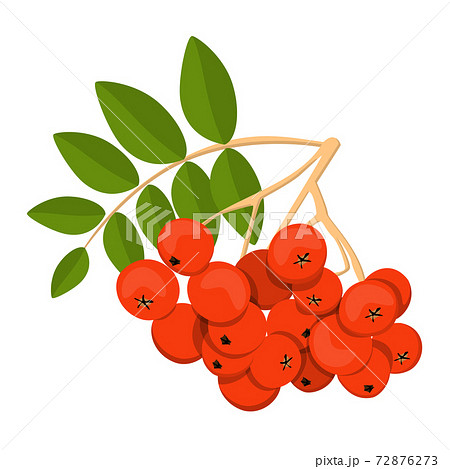 Rowan vector isolated. Red berries on the branch 72876273