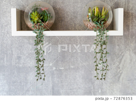 Cactus plants decorated with pots on the wall. 72876353