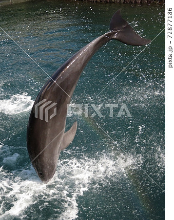 イルカがジャンプ後 入水する瞬間に見える虹の写真素材