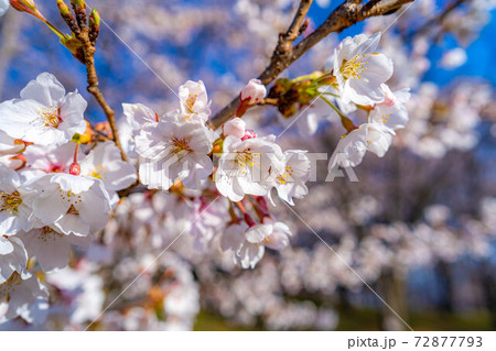 弘法山古墳の桜並木　【長野県】 72877793