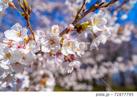弘法山古墳の桜並木　【長野県】 72877795