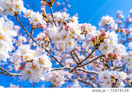 上田城の桜と青空　【長野県】 72878139