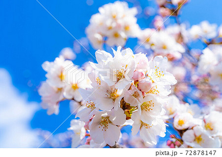 上田城の桜と青空　【長野県】 72878147