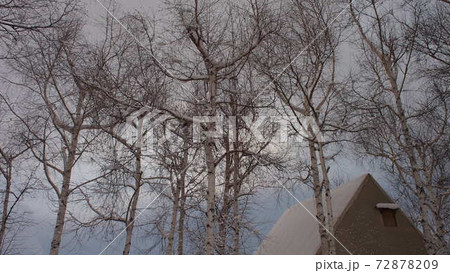 北海道の白樺と雪の積もった屋根 の写真素材