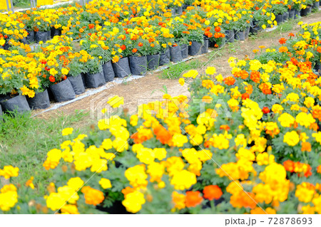 french marigold flower in growing in flora farm. french marigold flower in growing in flora farm. 72878693