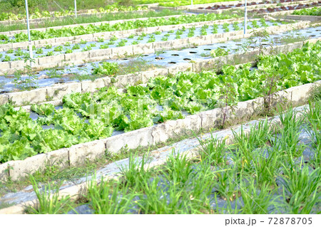 Frillice Iceberg lettuce vegetable plant growing in garden 72878705