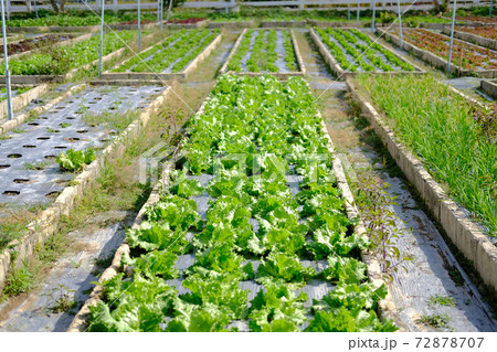 Frillice Iceberg lettuce vegetable plant growing in garden Frillice Iceberg lettuce vegetable plant growing in garden 72878707