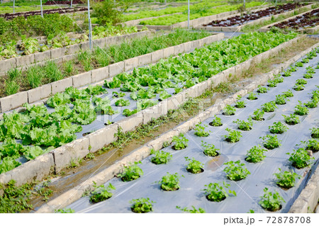 Frillice Iceberg lettuce vegetable plant growing in garden 72878708