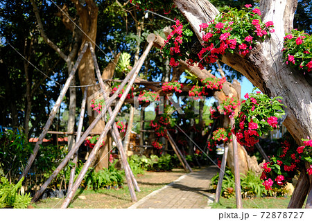 red flower common name is West Indian periwinkle, Madagascar periwinkle, Bringht eye, Indian periwinkle, Cape periwinkle, Pinkle-pinkle, Pink periwinkle, Vinca, Cayenne jasmine 72878727