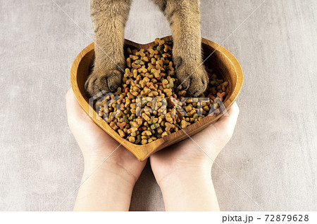 Cat paws on a bowl of food. Healthy pet food. Top view, flat lay Cat paws on a bowl of food. Healthy pet food. Top view, flat lay 72879628