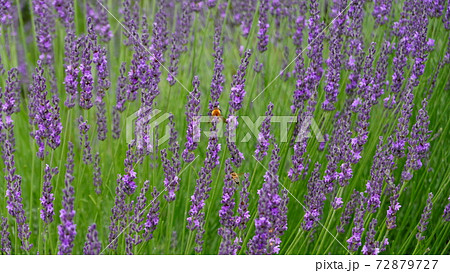 ラベンダーの花の中にミツバチが一匹 0086 ラベンダーの花の中にミツバチが一匹 0086 72879727
