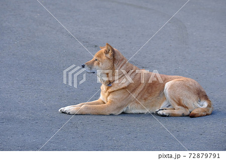 待つ犬 待つ犬 72879791