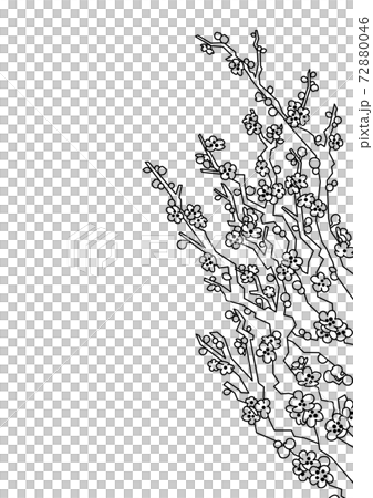 梅の花(線画) 梅の花(線画) 72880046
