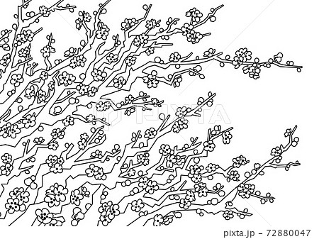 梅の花 線画 のイラスト素材 7047