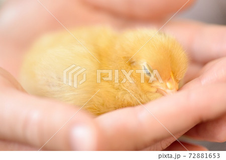 手のひらのひよこの写真素材