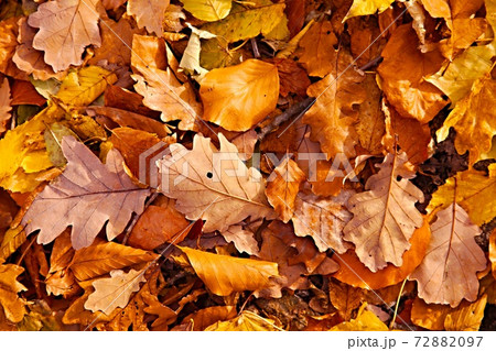 Fallen leaves 72882097
