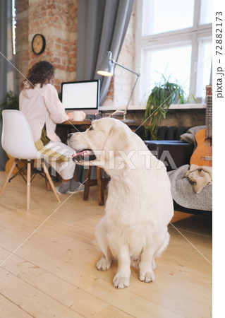 Dog with owner at home 72882173