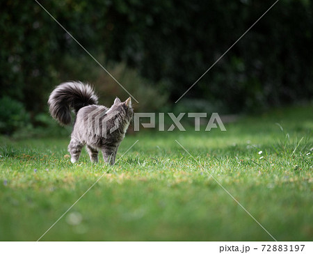 maine coon cat standing on meadow looking back 72883197