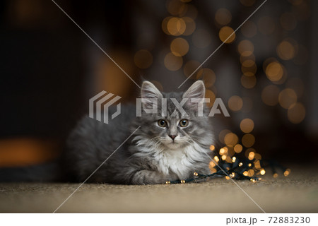 cute kitten with christmas light string bokeh 72883230