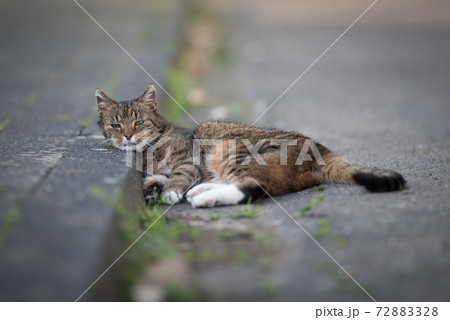 cat resting on the sidewalk curb cat resting on the sidewalk curb 72883328