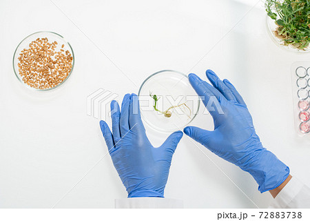 Gloved hands of researcher touching petri dish containing lab-grown soy sprouts 72883738