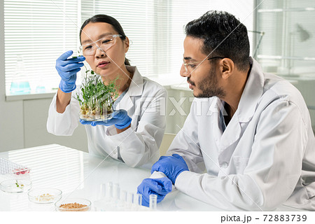 Young laboratory worker holding green lab-grown soy sprouts in petri dish Young laboratory worker holding green lab-grown soy sprouts in petri dish 72883739