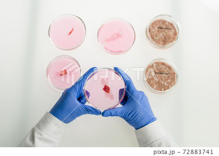 Overview of gloved hands of worker of food quality control holding petri dish Overview of gloved hands of worker of food quality control holding petri dish 72883741