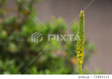 ブルビネラの花穂と雨雫 ブルビネラの花穂と雨雫 72884113