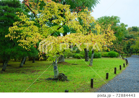 小雨降る庭園の桜の木の紅葉 渉成園 小雨降る庭園の桜の木の紅葉 渉成園 72884443