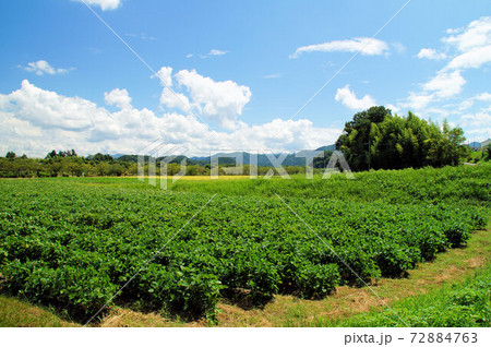黒大豆畑 8月下旬 成長中 丹波篠山 72884763