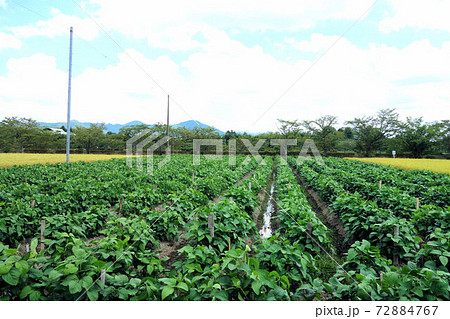 黒大豆畑 8月下旬 成長中 丹波篠山 黒大豆畑 8月下旬 成長中 丹波篠山 72884767