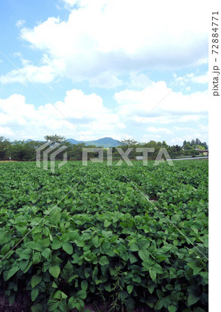 黒大豆畑 8月下旬 成長中 丹波篠山 72884771