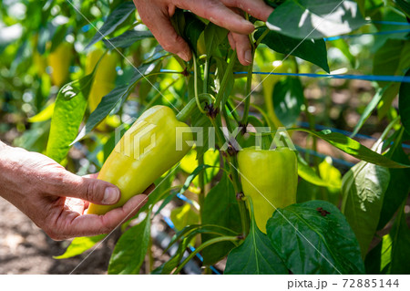 yellow peppers grown in a greenhouse on an organic farm yellow peppers grown in a greenhouse on an organic farm 72885144