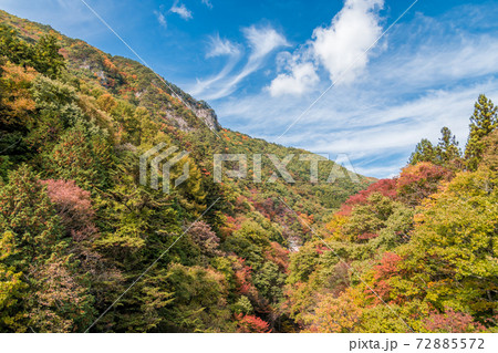 【吹割大橋からの紅葉】 【吹割大橋からの紅葉】 72885572