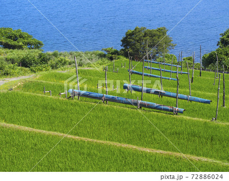 緑に覆われた海辺の棚田 緑に覆われた海辺の棚田 72886024