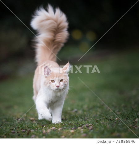 maine coon cat with fluffy tail walking on green grass 72886946
