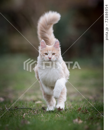 maine coon cat with fluffy tail running outdoors 72886954