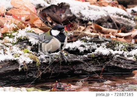 水辺で囀るシジュウカラ 水辺で囀るシジュウカラ 72887165