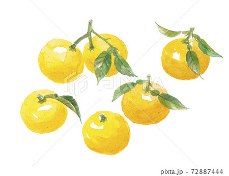 葉付き柚子　6個 72887444