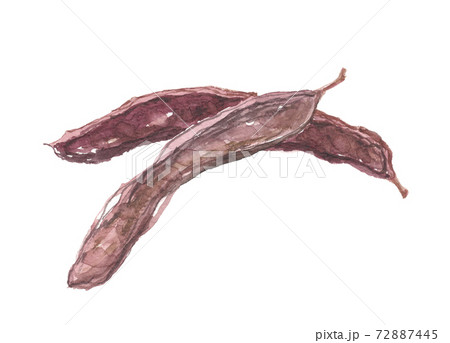 イナゴマメ　蝗豆 72887445