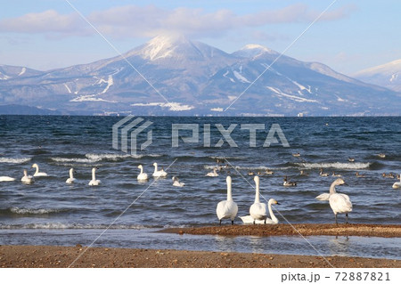 白鳥と磐梯山（福島県・湖南町・青松浜） 72887821