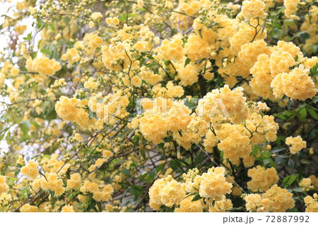 モッコウバラ 72887992